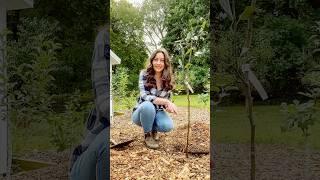 Chop Fruit Trees + Make a Mini Orchard #plantingtrees #fruittrees #orchard #growingfood