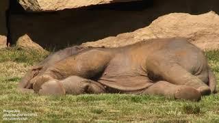 Mother elephant can't wake baby sound asleep, asks keepers for help