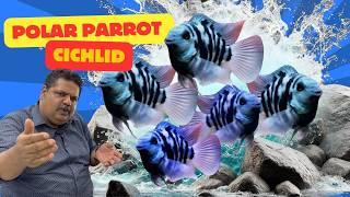 Polar Parrots SHOCKING Truth Revealed | Amazing Aquarium Fish Facts | Mayur Dev Aquascaper