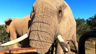 Elephant gets a bit too close!!!