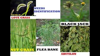 PICTURES &  NAMES OF WEEDS