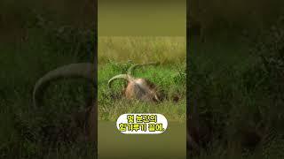수십마리 사자의 무덤이 된 의문의 땅굴