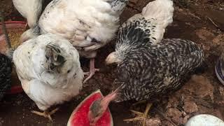 Mis gallinas Sussex comiendo Sandía  cuando están enfermas.