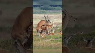 Wildlife photography Red Deer in mating season