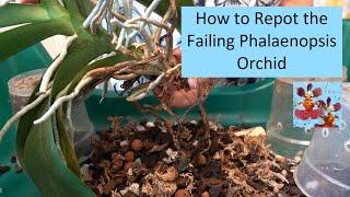 How to Repot Failing Phalaenopsis Orchids | Tea Soak Revisited | Trim of Long Stems | Air Root Drama