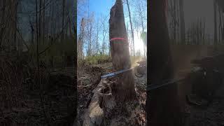 Spar Patrol #buckinexperience #tool #chainsaw #work #powersaw #tree #arborist #stihl #powertools