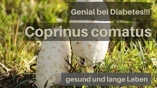 Heilpilz Coprinus Comatus, genial für Diabetiker