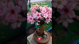 Best time to adenium pruning|| bonsai adeniumsubscribe #viral #shorts #shortsfeed #youtubeshorts