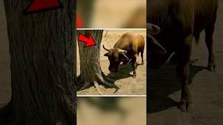Bull Acted Strange Towards Tree on Farm…