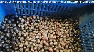 Toplanan Zeytinlerin Makinede Çap Ölçüsüne Ayıklama