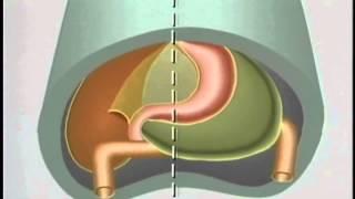 Embryological Development of Gastro-Intestinal Tract - ACLAND