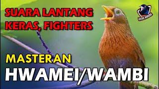 Wambi Gacor Suara Lantang Keras Fighters Berkicau Tanpa Henti Tak Kenal Lelah