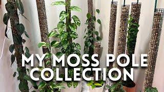 Growing plants on Moss Poles! | Tour my current Moss Pole Collection!