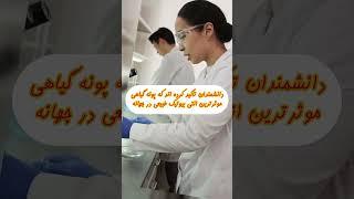 پونه کوهی و سلامتی:درمان بیماری ها با پونه کوهی#shorts #short