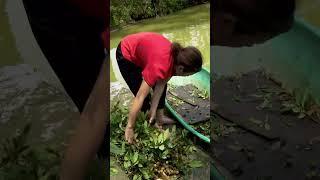 Harvesting sweet longan & bringing it to market | Nature’s Beautiful Tropical Treasure