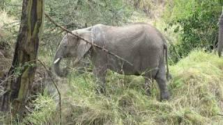 Elephant Eating-North Serengeti Safari