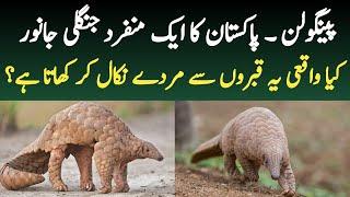 Indian Pangolin or Scaly Anteater | Facts About Endangered Pangolin | Wildlife of Pakistan