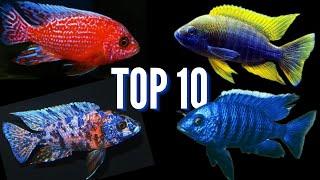 My Top 10 Favorite Peacock Cichlids!