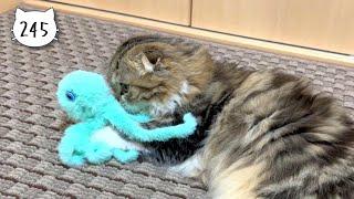 Cute Scottish Fold kitten taking care of a stuffed toy. Elle video No.245