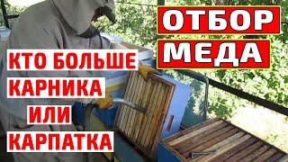 Отбор меда на откачку Качка меда