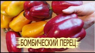 Бомбический огромный болгарский перец в Сибири! Как выращивать болгарский перец в теплице.