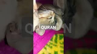 Surah Al Quran Islamic video