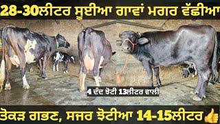 28-30ਲੀਟਰ ਵਾਲੀਆ ਵੈੜਆ ਅਤੇ 2 ਝੋਟੀਆ ਵੀਕਾਓ। Buffalo and cow for sale/vadiya farm/9-3-25