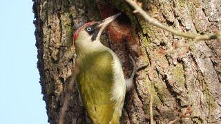 Samica dzięcioła zielonego wykuwa dziuplę / Green woodpecker female makes a hollow