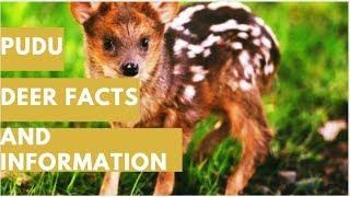 Pudu - Deer Facts and Information