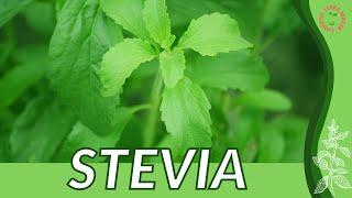 Everything About STEVIA in 1 Minute (History, Growing, Nutrition, Companion Planting!)