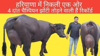 The Desire for Haryana's Best Buffaloes,murrah buffalo,Sidak dairy farming,biggest bull,farms,cow