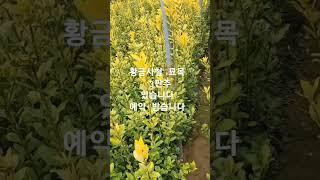 황금사철 묘목 예약받습니다 최소 500주 부터 #황금사철 #울타리용나무