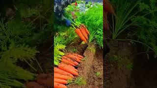 #shorts #agritools #farming2024 #agriculture  #JIKreactionagritools in farming 2024