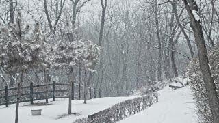 마음이 편안해지는, 텅 빈 공원에 내리는 눈 소리. Snow sounds ASMR. ️️‍️