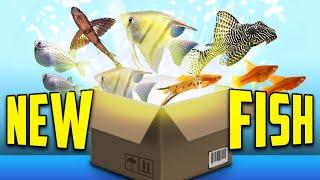 Unboxing Our Best-Selling Fish!