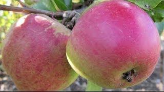 How to Plant a Fruit Tree - Essential Steps