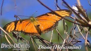 Dione juno butterfly (Heliconiini) Juno Silverspot, Juno Heliconian