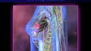 The Body Beautiful The Story of Fat