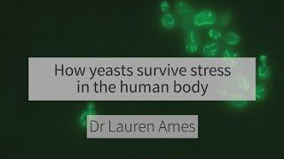 How yeasts survive stress in the human body