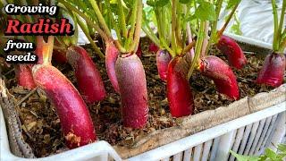 Growing Elongated Radish in Vegetable Box - from Seed to Harvest