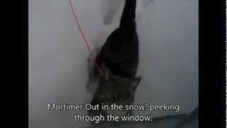 Cat in snow peeking through window