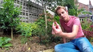 Growing Chilean Guava (Ugni molinae) UK