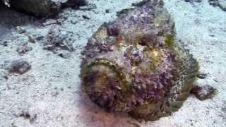 Stonefish, Camel Dive Club Sharm el Sheikh, Red Sea