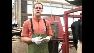 Getting a Blood Sample From the Tail Vein of a Dairy Cow