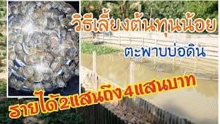 ตะพาบน้ำ​ เลี้ยงบ่อดิน(ลงทุนน้อยได้เป็น100,000)​@happinessfarm9969#ตะพาบ#ตะพาบน้ำ#ตะพาบใต้หวัน