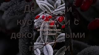 Какие растения декоративны в межсезонье? Ответ в комментарии.  #мойсад #садпоновому #мастер-класс