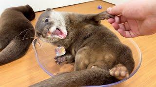 Visiting Japan’s Otter Preschool! A trip to be healed by baby otters!