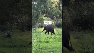Elephant plays tag with his bird friend