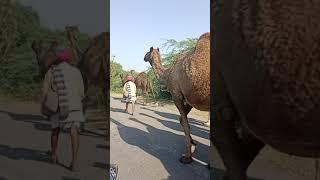 Rajasthani vlog