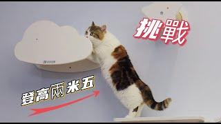 [CC SUB] Ten thousand yuan to transform the cat paradise.